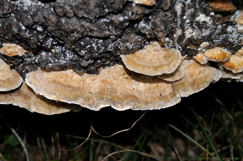 Aphyllophorales nella Tenuta di San Rossore